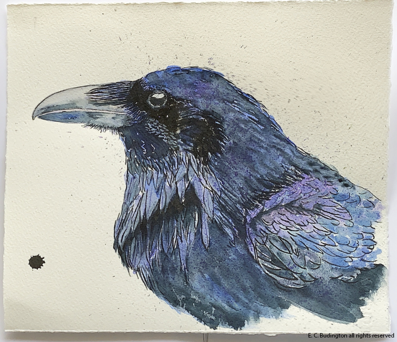 Crow Study #1